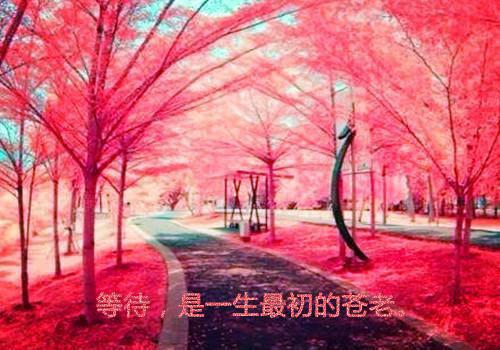 姜窈沈明礼全文小说_（姜窈沈明礼）完结版阅读