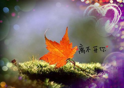 悔恨枫晚(顾江卓烟吴悦)全文免费阅读无弹窗大结局_(悔恨枫晚小说免费阅读)悔恨枫晚免费阅读无弹窗最新章节列表_笔趣阁（顾江卓烟吴悦）