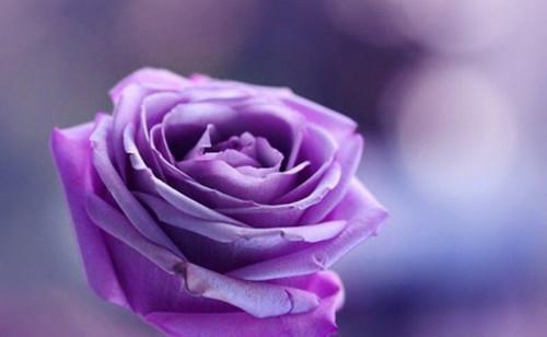 再见暖意宁琪陆昂芝芝(宁琪陆昂芝芝)全文免费阅读无弹窗大结局_(再见暖意宁琪陆昂芝芝免费阅读全文大结局)最新章节列表_笔趣阁（再见暖意宁琪陆昂芝芝）